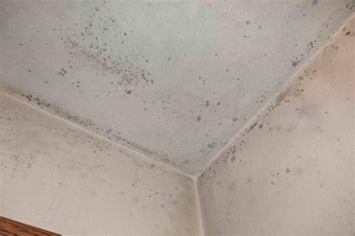 Can mold in my house make me sick?