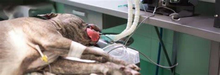 How many times can a dog be put under anesthesia?