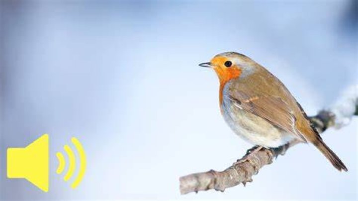 What sound does a robin make in the morning?