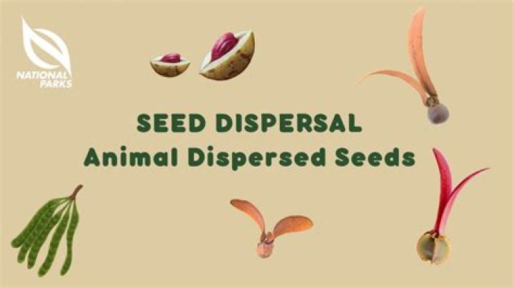 Why is animal seed dispersal important?